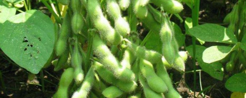 驻豆23大豆品种的特性，密度1.2-1.4万株/亩