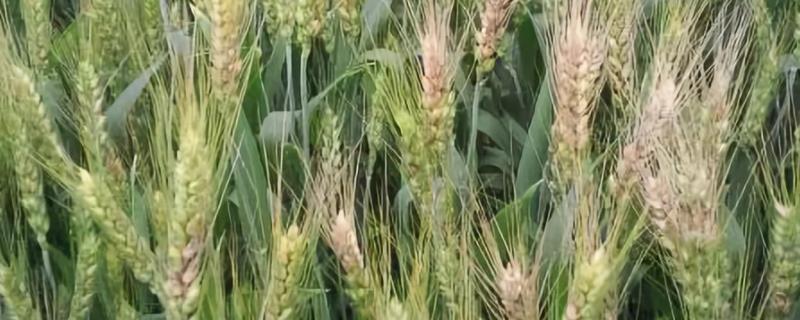 先麦18小麦种子简介，半冬性品种