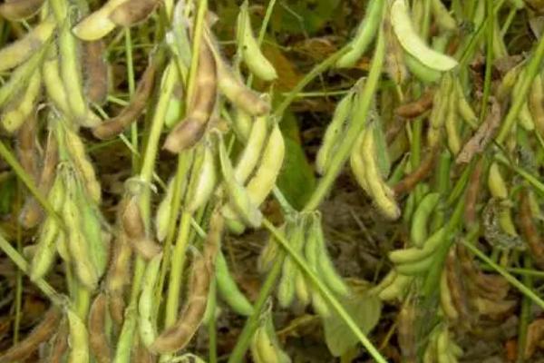 商豆151大豆种简介，耐密型夏大豆品种