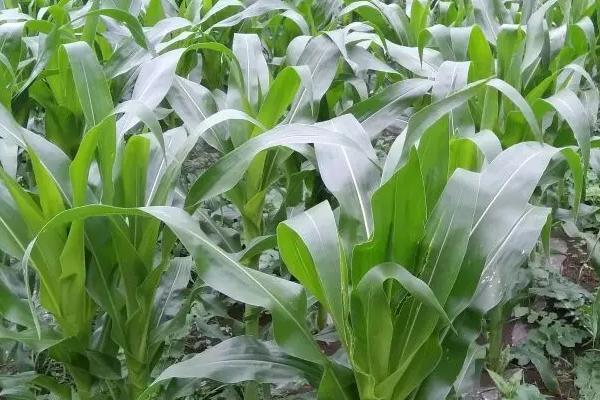 汉甜309玉米种子介绍，生育期84.7天
