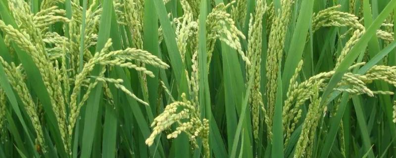 魅051S水稻品种的特性，在荆州4月下旬至5月下旬播种