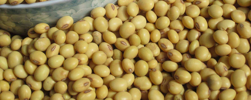 中鲜豆2号大豆品种的特性，中抗炭疽病