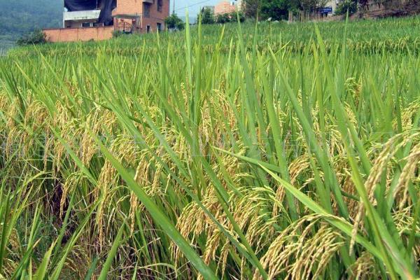 甬优6720水稻种子特点，秧田亩播种量6～8公斤