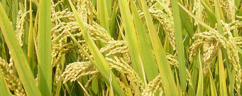 泰优628水稻种简介，全生育期120.7天