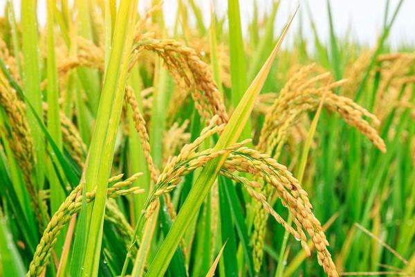 平两优丝苗水稻种简介，4月中下旬播种