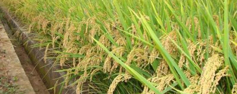 靓两优丝苗水稻种子简介，秧田亩播种量8-10千克
