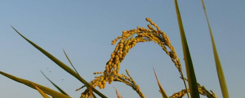 隆晶优2636水稻种子特征特性，籼型三系杂交晚稻迟熟品种