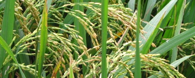 荃优607水稻品种简介，5月中下旬播种