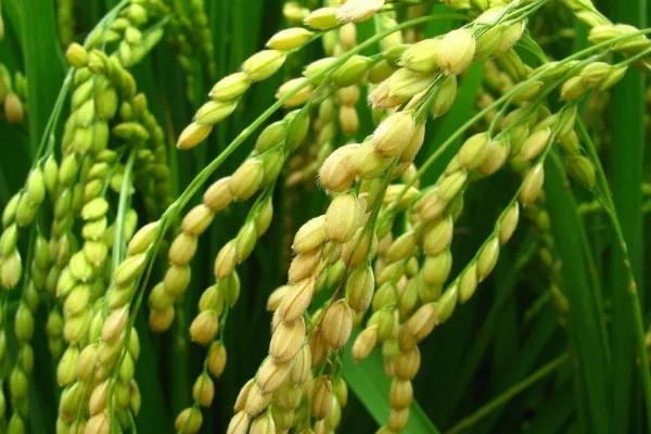 锦两优8号水稻种子介绍，秧田亩播种量20千克
