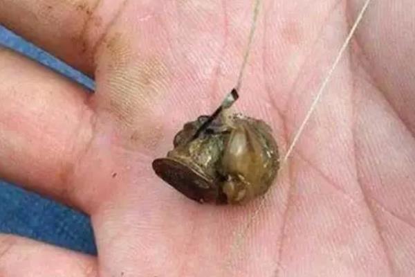 钓青鱼怎么挂螺蛳，主要有以下2种方法