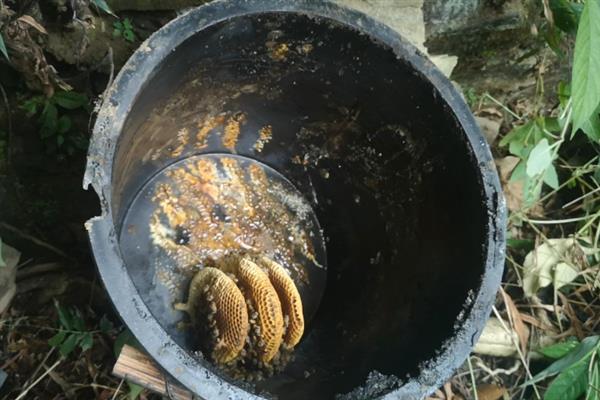 如何用诱蜂桶引诱蜜蜂，涂抹蜂蜡后再放到它们活动的地方