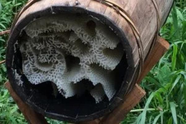 如何用诱蜂桶引诱蜜蜂，涂抹蜂蜡后再放到它们活动的地方