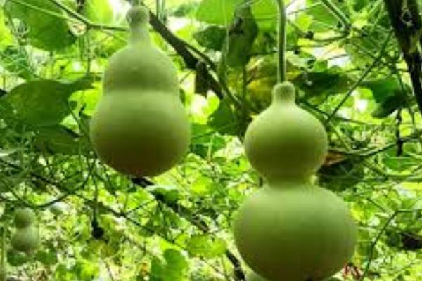 葫芦的种植方法，可以在3月底至5月上旬进行播种