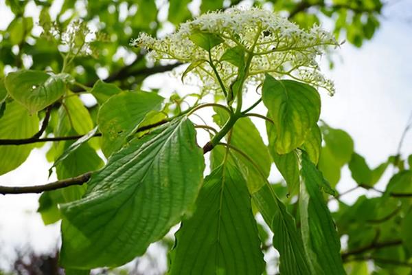 哪种植物有特殊本领，常见的有烛台树、捕人藤等