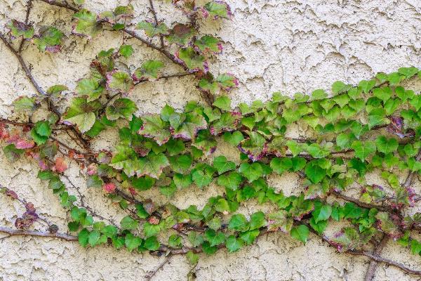 哪种植物有特殊本领，常见的有烛台树、捕人藤等