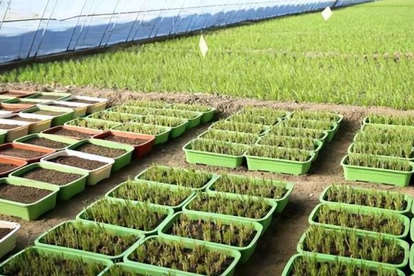 玉米地膜覆盖栽培容易遇到哪些问题，可能出现土壤板结或污染、难以揭膜等情况