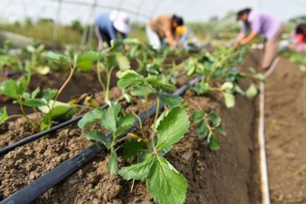露天草莓苗的移栽时间，以3-4月份为宜
