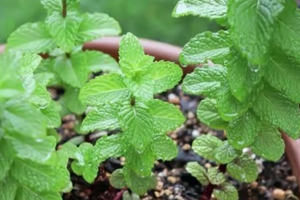 几天给薄荷浇一次水，春秋季可以每隔2天浇灌一次