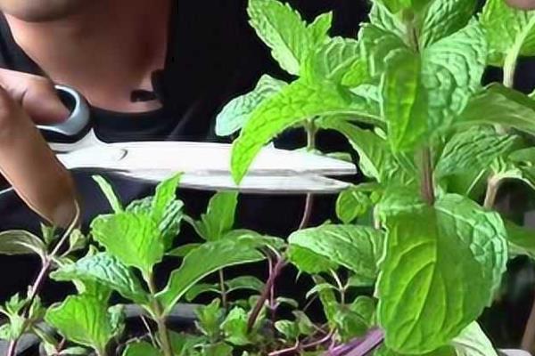 几天给薄荷浇一次水，春秋季可以每隔2天浇灌一次
