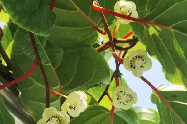 猕猴桃的成熟时间，一般为8-10月份