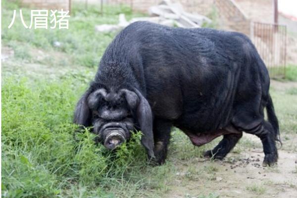 哪些猪品种比较常见，有八眉猪、汉江黑猪、黄淮海黑猪等种类