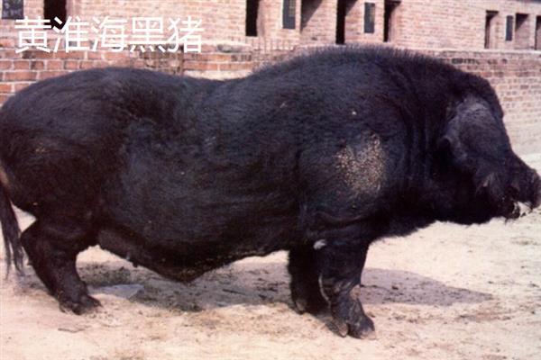 哪些猪品种比较常见，有八眉猪、汉江黑猪、黄淮海黑猪等种类