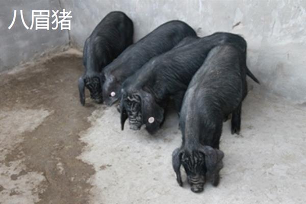 哪些猪品种比较常见，有八眉猪、汉江黑猪、黄淮海黑猪等种类