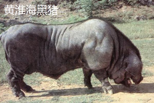 哪些猪品种比较常见，有八眉猪、汉江黑猪、黄淮海黑猪等种类