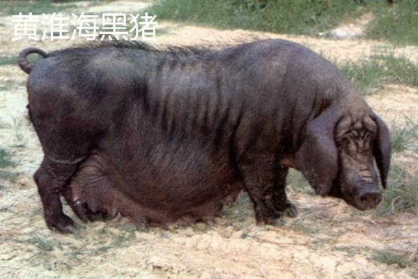 哪些猪品种比较常见，有八眉猪、汉江黑猪、黄淮海黑猪等种类