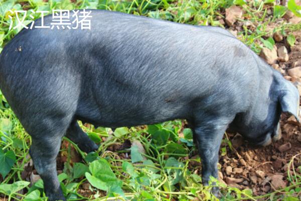 哪些猪品种比较常见，有八眉猪、汉江黑猪、黄淮海黑猪等种类
