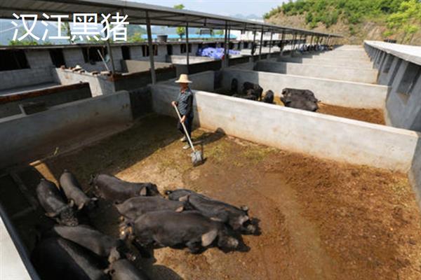 哪些猪品种比较常见，有八眉猪、汉江黑猪、黄淮海黑猪等种类