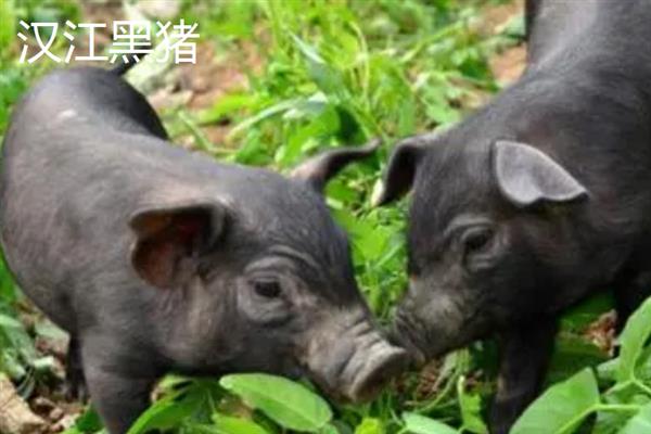 哪些猪品种比较常见，有八眉猪、汉江黑猪、黄淮海黑猪等种类