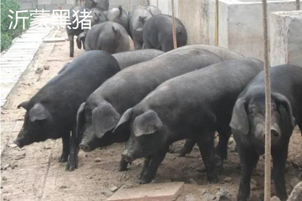 哪些猪品种比较常见，有八眉猪、汉江黑猪、黄淮海黑猪等种类