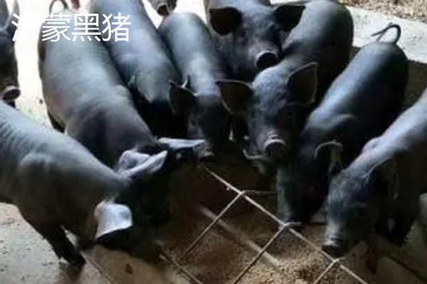 哪些猪品种比较常见，有八眉猪、汉江黑猪、黄淮海黑猪等种类