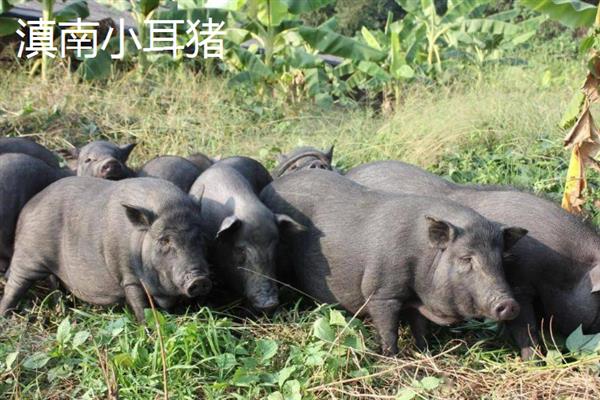 哪些猪品种比较常见，有八眉猪、汉江黑猪、黄淮海黑猪等种类