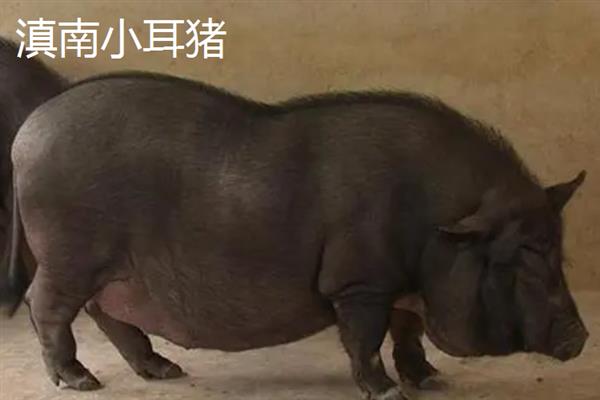 哪些猪品种比较常见，有八眉猪、汉江黑猪、黄淮海黑猪等种类