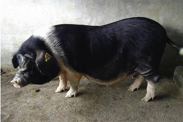 哪些猪品种比较常见，有八眉猪、汉江黑猪、黄淮海黑猪等种类