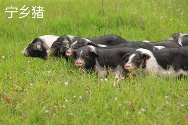 哪些猪品种比较常见，有八眉猪、汉江黑猪、黄淮海黑猪等种类