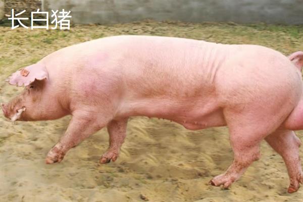 哪些猪品种比较常见，有八眉猪、汉江黑猪、黄淮海黑猪等种类