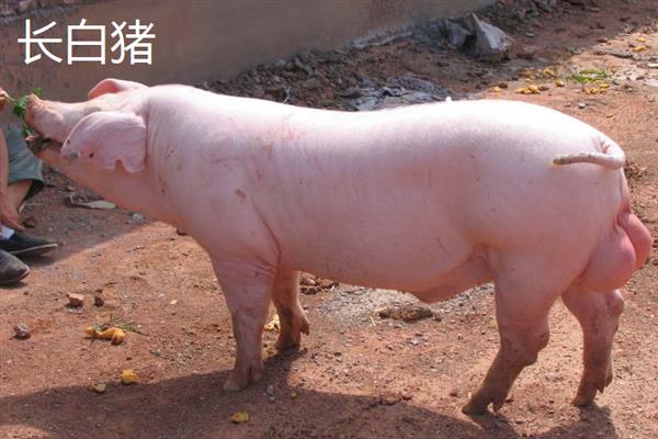 哪些猪品种比较常见，有八眉猪、汉江黑猪、黄淮海黑猪等种类