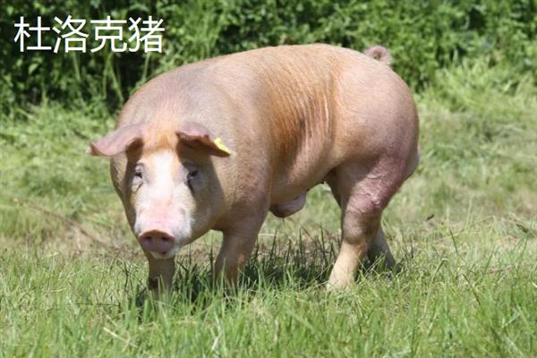 哪些猪品种比较常见，有八眉猪、汉江黑猪、黄淮海黑猪等种类