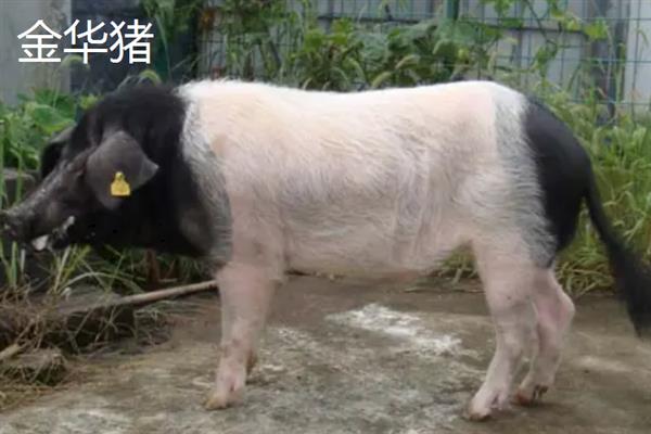 哪些猪品种比较常见，有八眉猪、汉江黑猪、黄淮海黑猪等种类