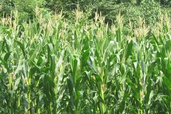 吉单65玉米品种简介，中抗灰斑病