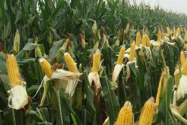 吉东508玉米品种简介，中等肥力以上地块栽培