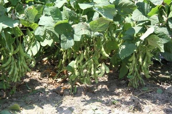 吉育299大豆种简介，中抗大豆花叶病毒1号株系