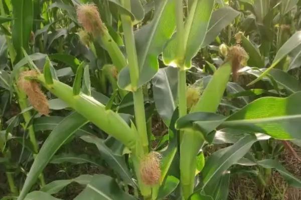 丰玉981玉米种子特点，苗肥每亩施尿素10公斤