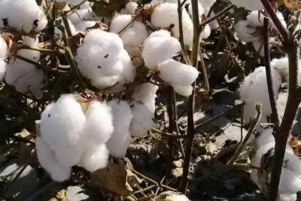 BM995棉花种子特征特性，后期注意第四代棉铃虫防治