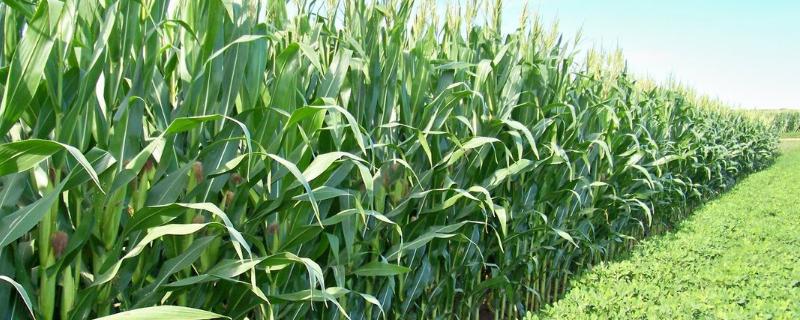 胜玉607（试验名称：胜玉607）玉米种简介，每亩加施复合肥25千克