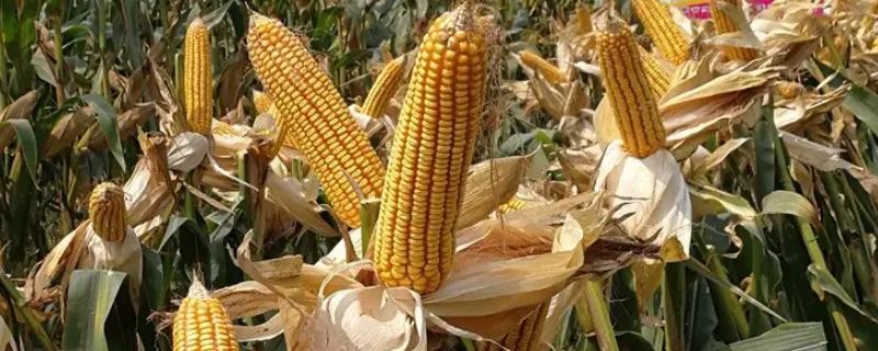大玉1533（试验名称：大玉1533）玉米品种简介，中抗灰斑病