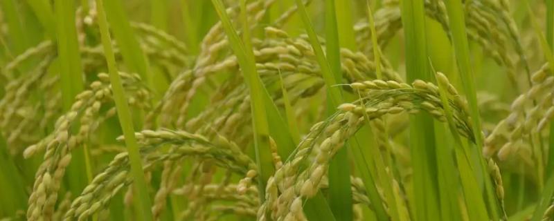旺两优900水稻种简介，每亩秧田播种量10千克